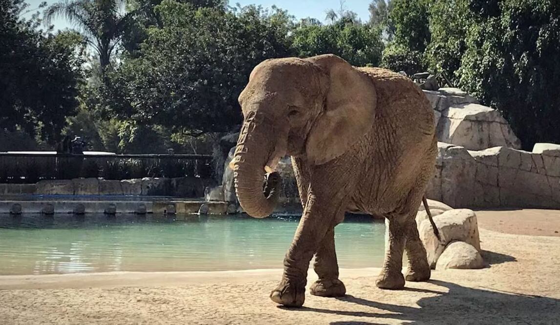 Elefanta Ely en el Zoológico de San Juan de Aragón. Foto: Sedema