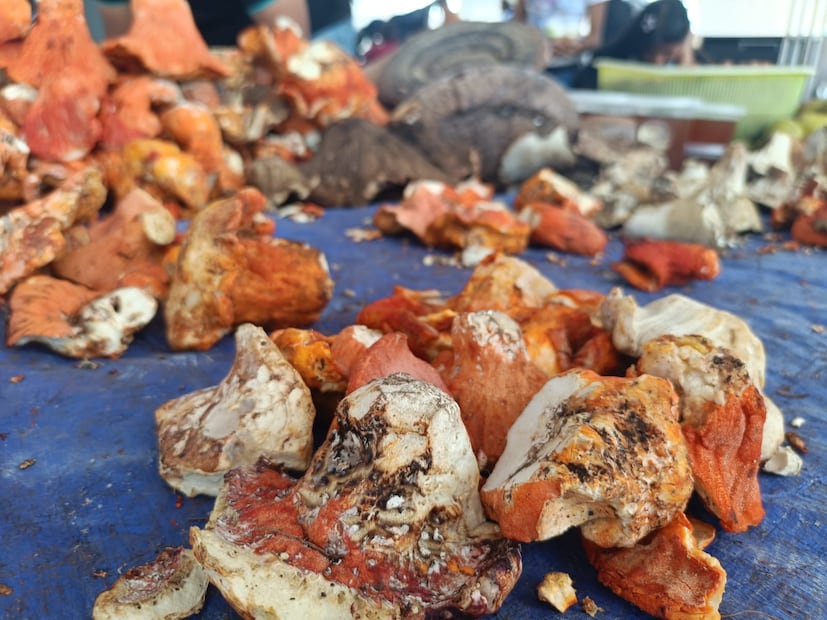 Así se vivió la Feria de la Manzana y el Hongo en Acaxochitlán I Foto: Grisel Lira