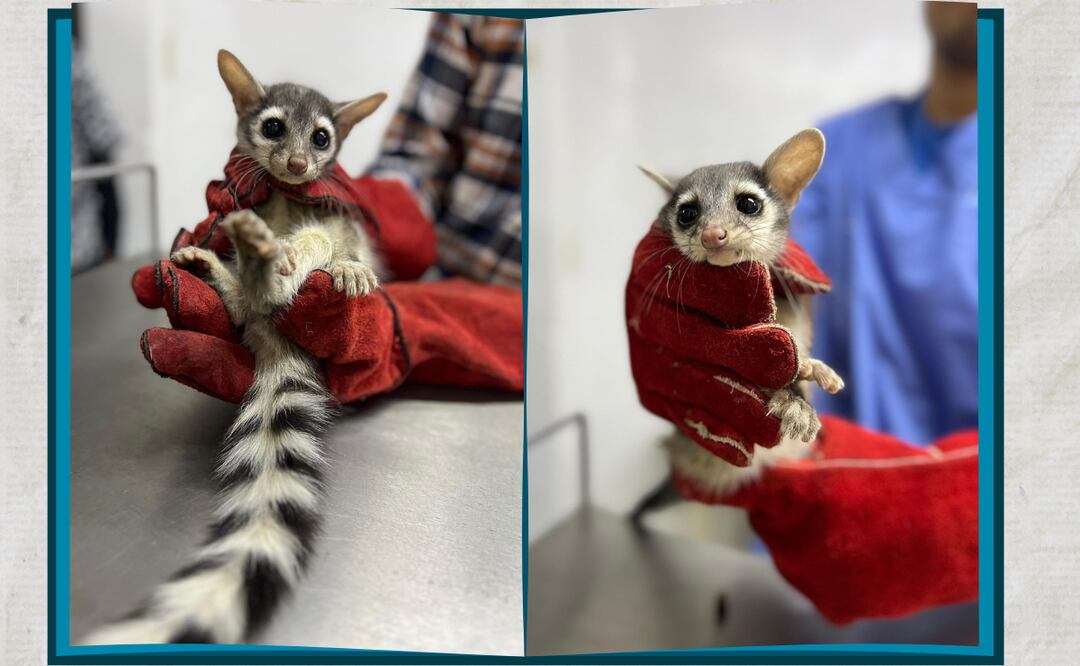 Facebook: Unidad de Rehabilitación de Fauna Silvestre Pachuca