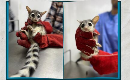 Rescate heroico en Pachuca; bomberos salvan a dos cacomixtles