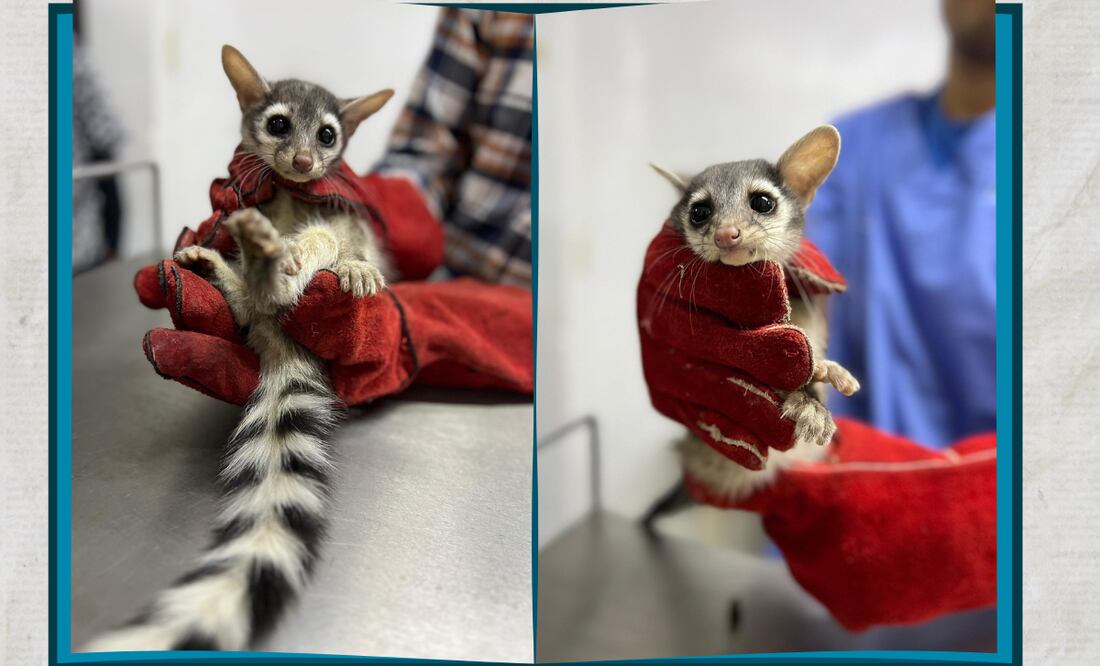 Facebook: Unidad de Rehabilitación de Fauna Silvestre Pachuca