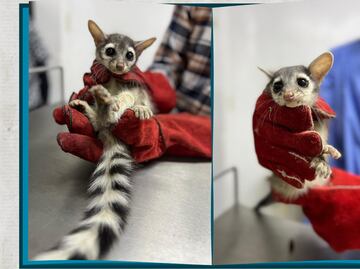 Rescate heroico en Pachuca; bomberos salvan a dos cacomixtles