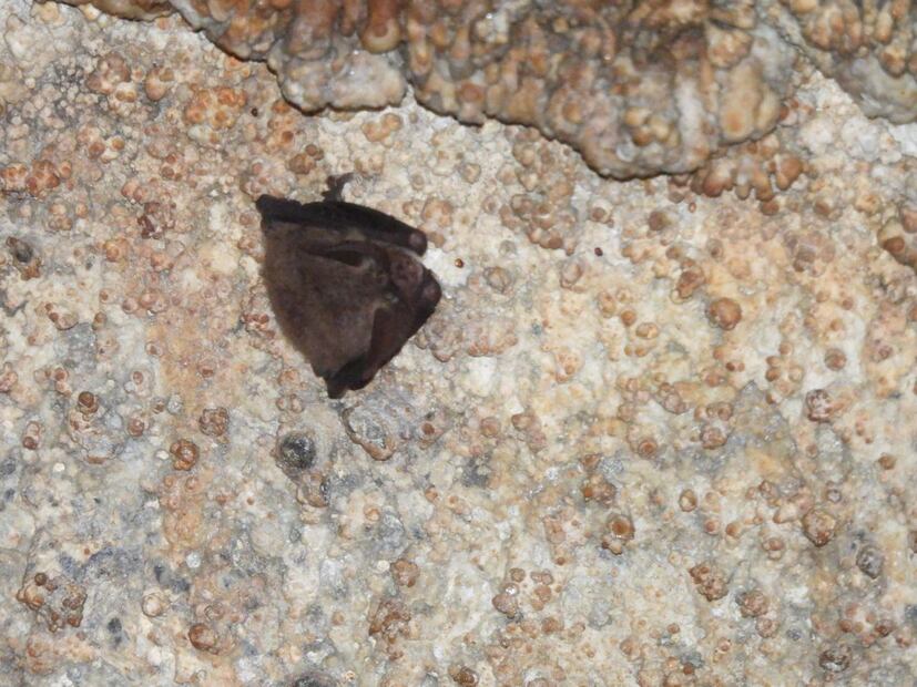 Detectan colonia de murciélagos poco común en cuevas de Cuautepec | Foto: Semarnath