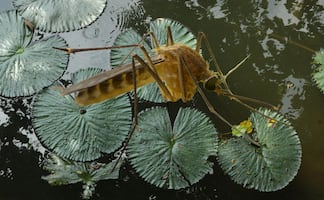 La mayoría de comunidades ribereñas de la presa Endhó aceptan fumigación contra el mosco Culex