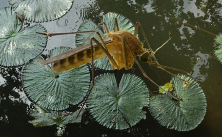 La mayoría de comunidades ribereñas de la presa Endhó aceptan fumigación contra el mosco Culex