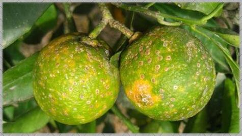 Propagación de plaga preocupa a citricultores de la huasteca