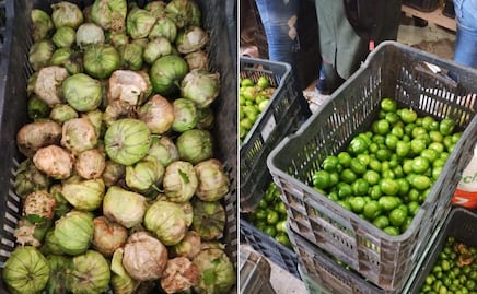 Productores de Metepec entregan su primera cosecha de tomate con cáscara a La Costeña