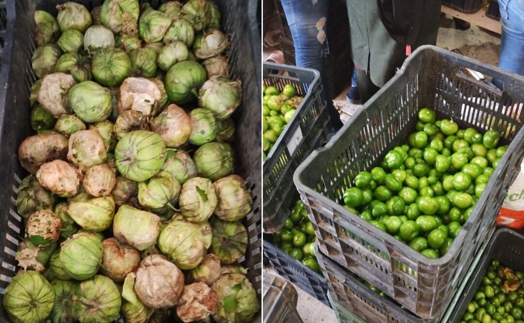 ¡Primera cosecha cumplida! Fotos: especiales