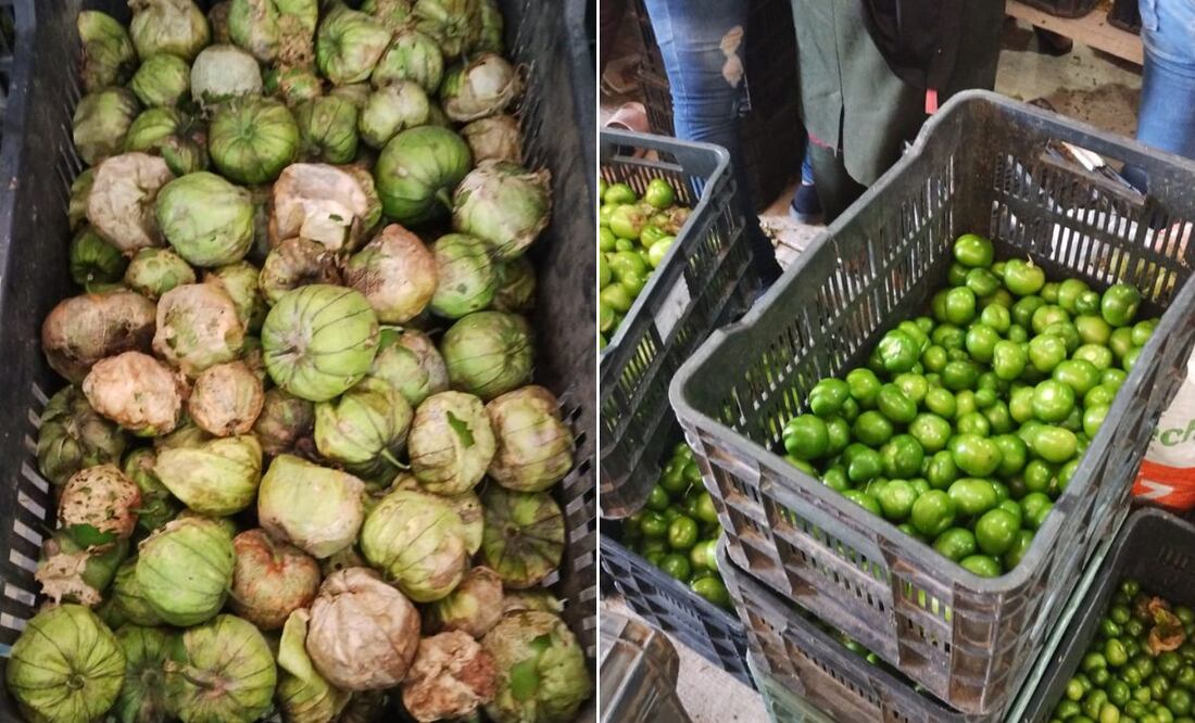 ¡Primera cosecha cumplida! Fotos: especiales