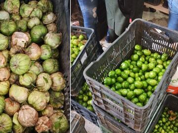 Productores de Metepec entregan su primera cosecha de tomate con cáscara a La Costeña