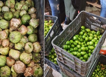 Productores de Metepec entregan su primera cosecha de tomate con cáscara a La Costeña