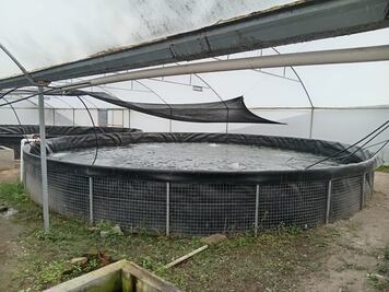 Pobladores de Ixmiquilpan le apuestan a la producción de peces; crean empresa comunitaria