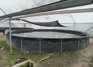 Pobladores de Ixmiquilpan le apuestan a la producción de peces; crean empresa comunitaria