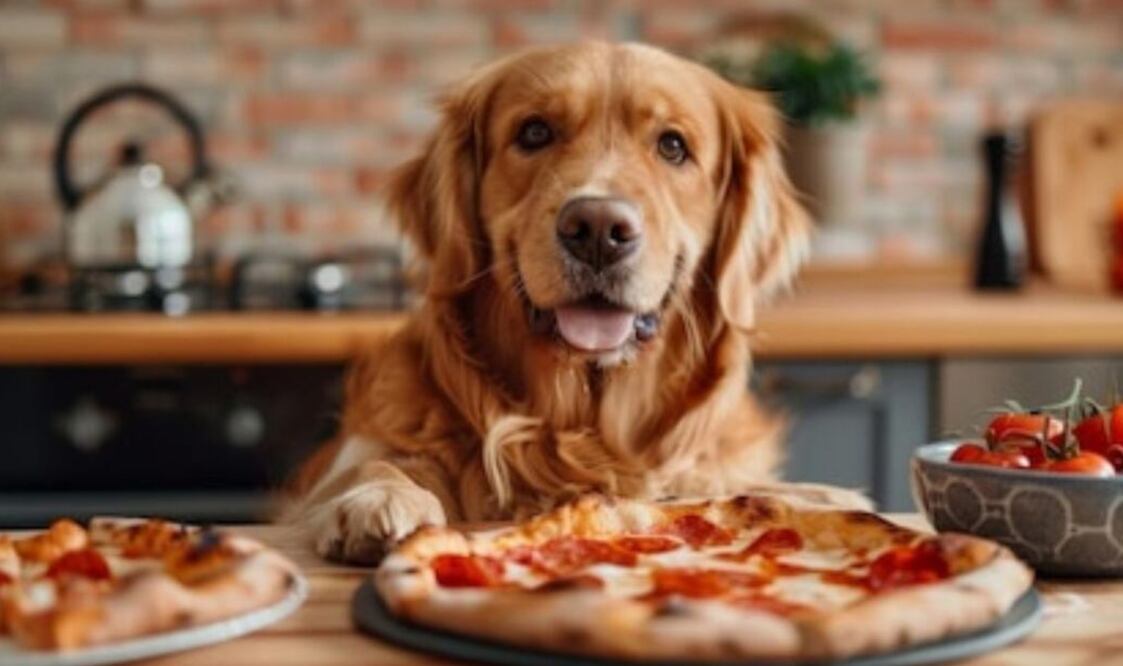 Si tu perro ha consumido pizza, es importante estar atento a cualquier signo de malestar. Fuente: Freepik.