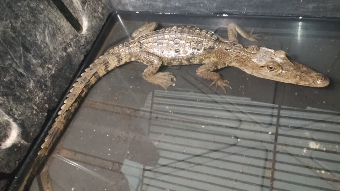 El cocodrilo que fue encontrado en un canal de aguas negras en Mixquiahuala seguirá en rehabilitación hasta encontrarle un sitio que garantice su bienestar I Foto: Gobierno de Hidalgo