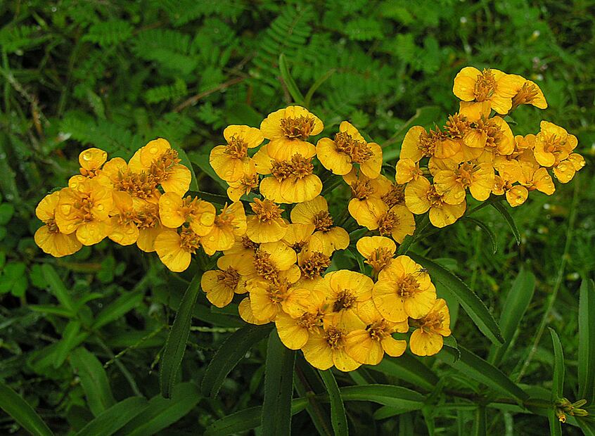 Tagetes lucida | Foto: Wikipedia