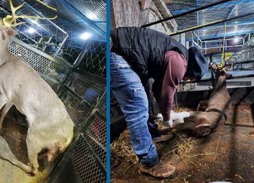 Jauría de perros atacan a venado en Jacala