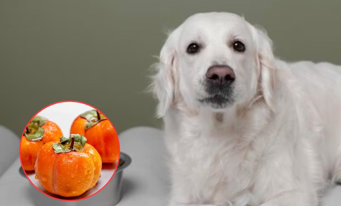 El Caqui para perros, es una opción saludable si se consume con moderación. Fuente: Freepik.