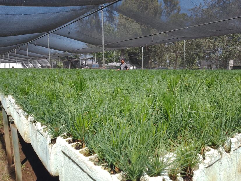 Se alistan silvicultores para reforestar 600 hectáreas de bosque | Facebook: Silvicultores Tulancingo