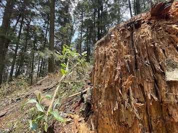 Por plaga del descortezador, ya derribaron casi 5 mil árboles en Parque Nacional El Chico