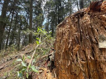 Por plaga del descortezador, ya derribaron casi 5 mil árboles en Parque Nacional El Chico