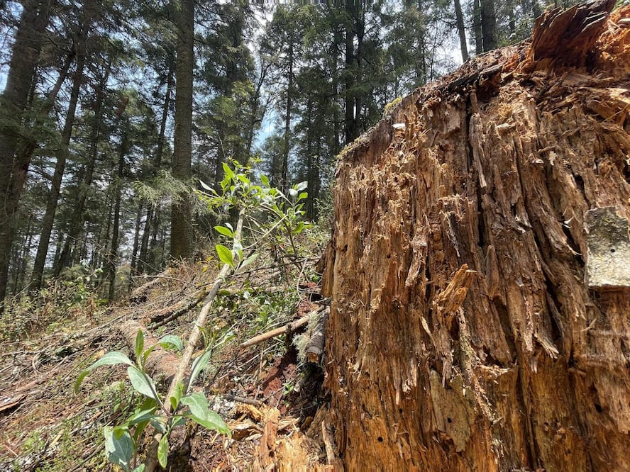 or la presencia de insectos descortezadores en el Parque Nacional El Chico derribaron 4 mil 853 árboles muertos al corte del martes 15 de abril I Foto: Marco Carrillo