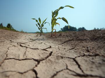 Municipios de la huasteca se encuentran en sequía extrema: Conagua