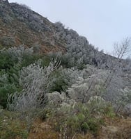 Heladas cubren municipios de Hidalgo durante fría mañana de domingo