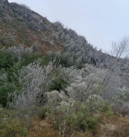 Heladas cubren municipios de Hidalgo durante fría mañana de domingo
