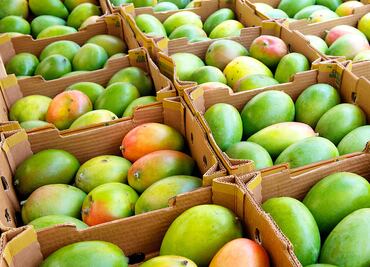 Productores de mango en riesgo de perder la producción