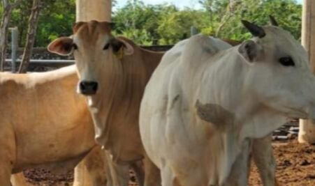 Baja 63.5% exportación de ganado de México a EU por gusano barrenador; medidas ya afectan económicamente a productores 