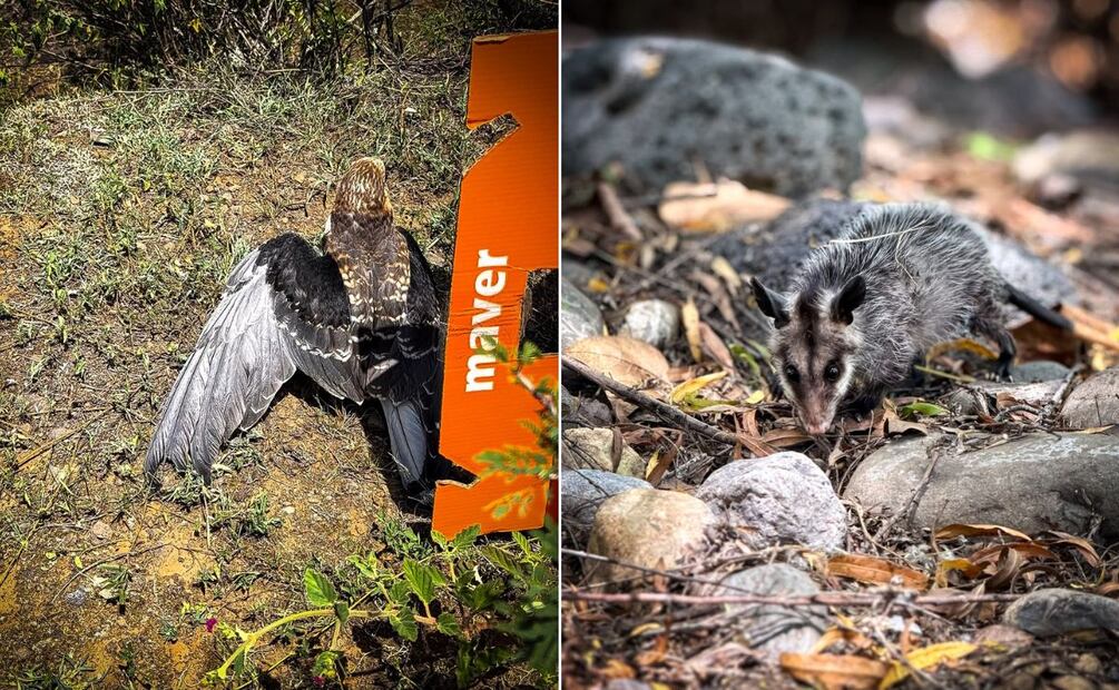 23 ejemplares de fauna silvestre regresaron a su hábitat natural en Hidalgo | Fotos: Unidad de Fauna