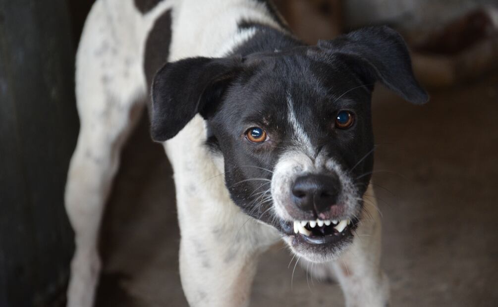 Más de 2 mil 400 personas atendidas en Hidalgo por mordedura de perro en primer semestre de 2025 | Foto: Pixabay