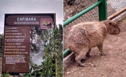 Capibaras aún no llegan al Tuzoofari; construcción de su nuevo hogar sigue en proceso