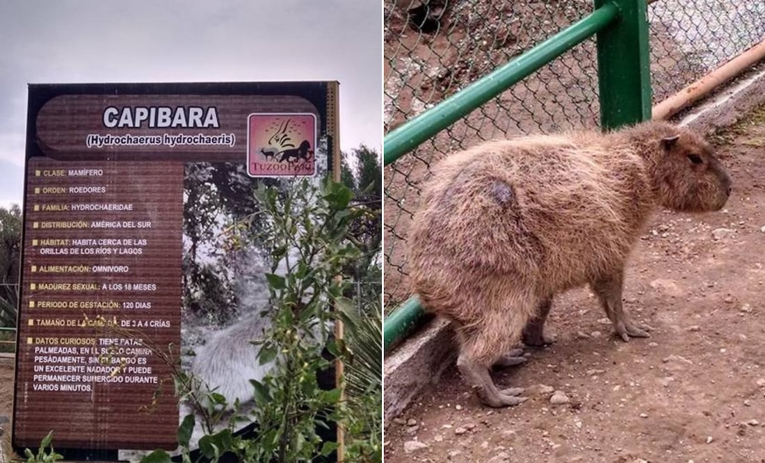 Refugio de los capibaran en el Tuzoofari 2015 | Fotos: Josué Ortiz