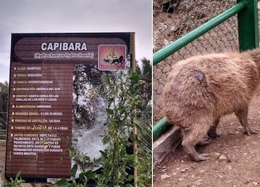 Capibaras aún no llegan al Tuzoofari; construcción de su nuevo hogar sigue en proceso