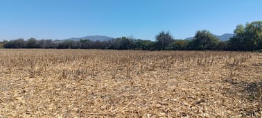 Productores de maíz denuncian retrasos en programa de Precios de Garantía