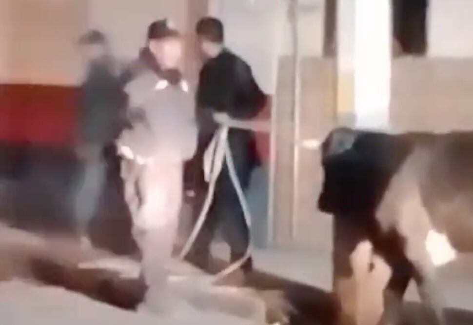 Un toro fue captado en el centro de Pachuca, recorriendo la calle de Abasolo.

Foto: Video