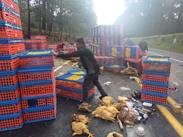 Vuelca tráiler cargado de pollo en la México–Tuxpan y afecta la circulación