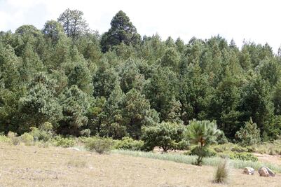 Aumentan penas en delitos contra la riqueza forestal; hasta 10 años de prisión