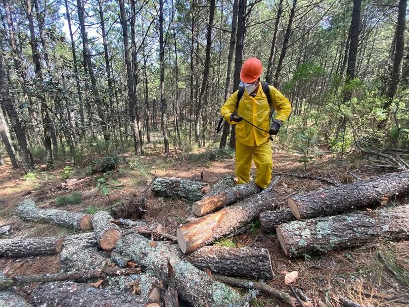 Sequía extrema sigue afectando la salud forestal en Hidalgo, con más de 2 mil 500 hectáreas dañadas | Foto: Especial