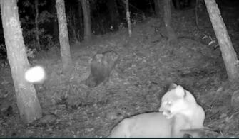 Captan a Puma en el Parque Nacional de Los Marmoles