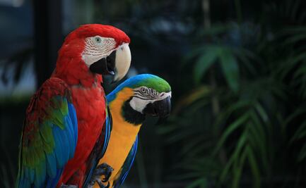Confirman avistamiento de guacamaya verde en Chapulhuacán
