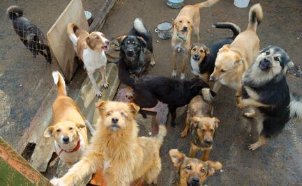 Pachuca se prepara para el Croquetón 2024, un evento solidario para los animales