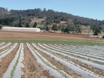 Lluvias llegarán sin que se desazolven las presas