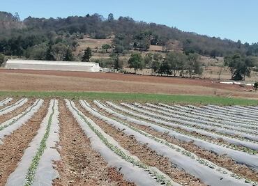 Lluvias llegarán sin que se desazolven las presas