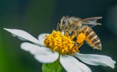 Tulancingo alista actividades por el Día Mundial de la Abeja; buscan crear conciencia sobre su preservación