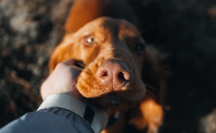 Reafirma Tulancingo compromiso con la salud pública y el bienestar animal