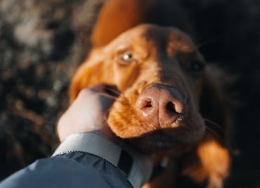 Reafirma Tulancingo compromiso con la salud pública y el bienestar animal