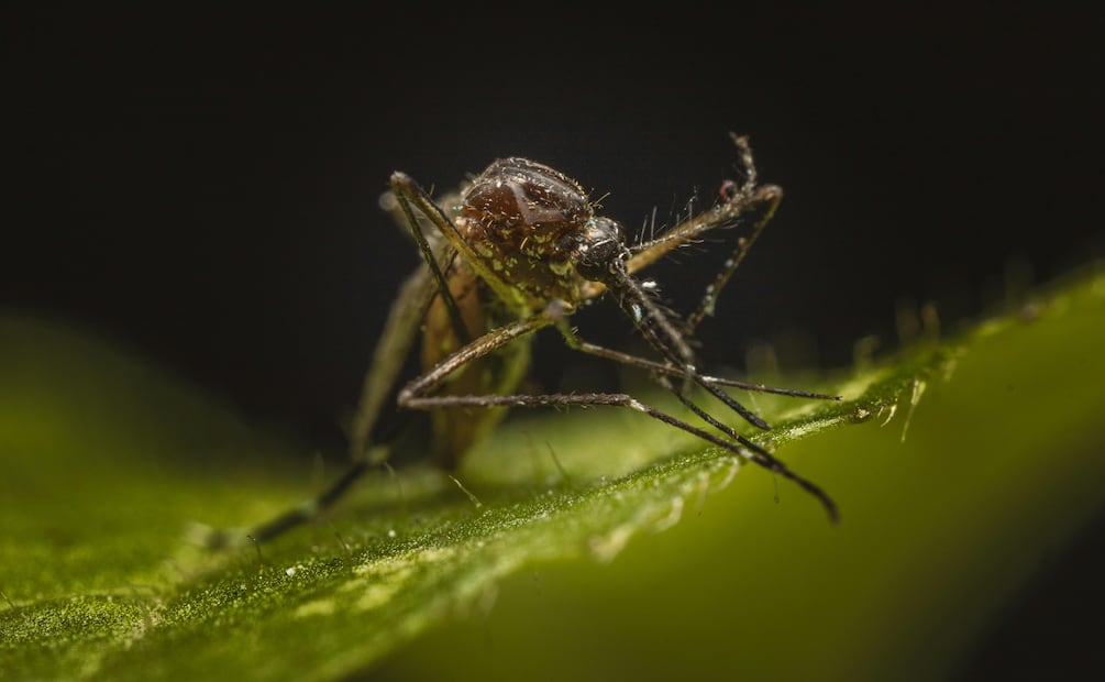Reafirma Tulancingo compromiso con la salud pública y el bienestar animal | Foto: Pexels
